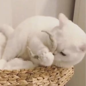 以下が含まれることがあります： ふわふわの尻尾を持つ白い猫が、編まれたバスケットの中で丸まっています。猫は自分の足を舐めていて、目は閉じられています。
