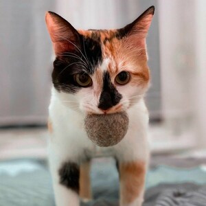 以下が含まれることがあります： 緑色の目をした三毛猫が、茶色の丸いおもちゃを口にくわえています。猫はカメラを見ています。