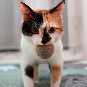 以下が含まれることがあります： 黒、オレンジ、白の毛並みの三毛猫が、灰色の丸いおもちゃを口にくわえています。猫は、グレーと白のストライプの表面に立っています。