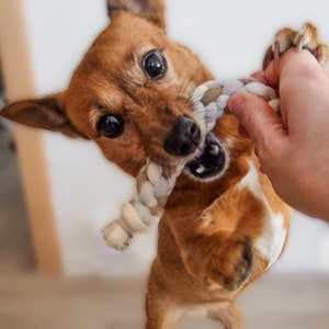Dog toy Minizergel for small dog breeds - Dog toy