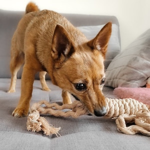 Dog toys | Cotton rope toys