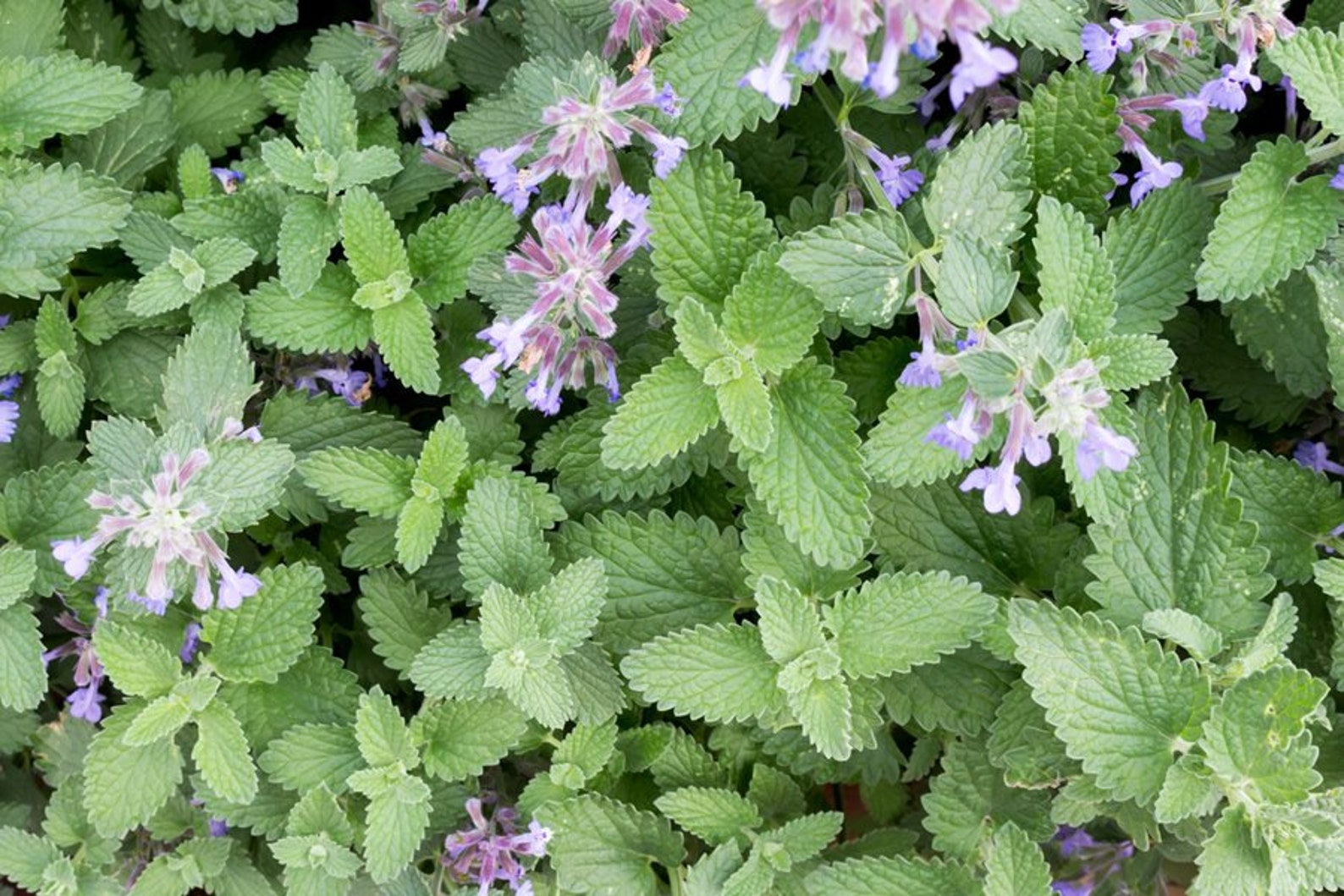 Catnip Catwort or Catmint Medicinal Herb LIVE PLANT 6 Etsy