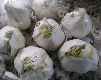 Softneck White Garlic Bulbs Cloves for Eating or Planting