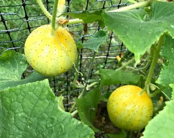 Heirloom Lemon Cucumber - (6) Live Plants/Seedlings