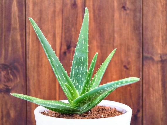 aloe vera plant moisturizer