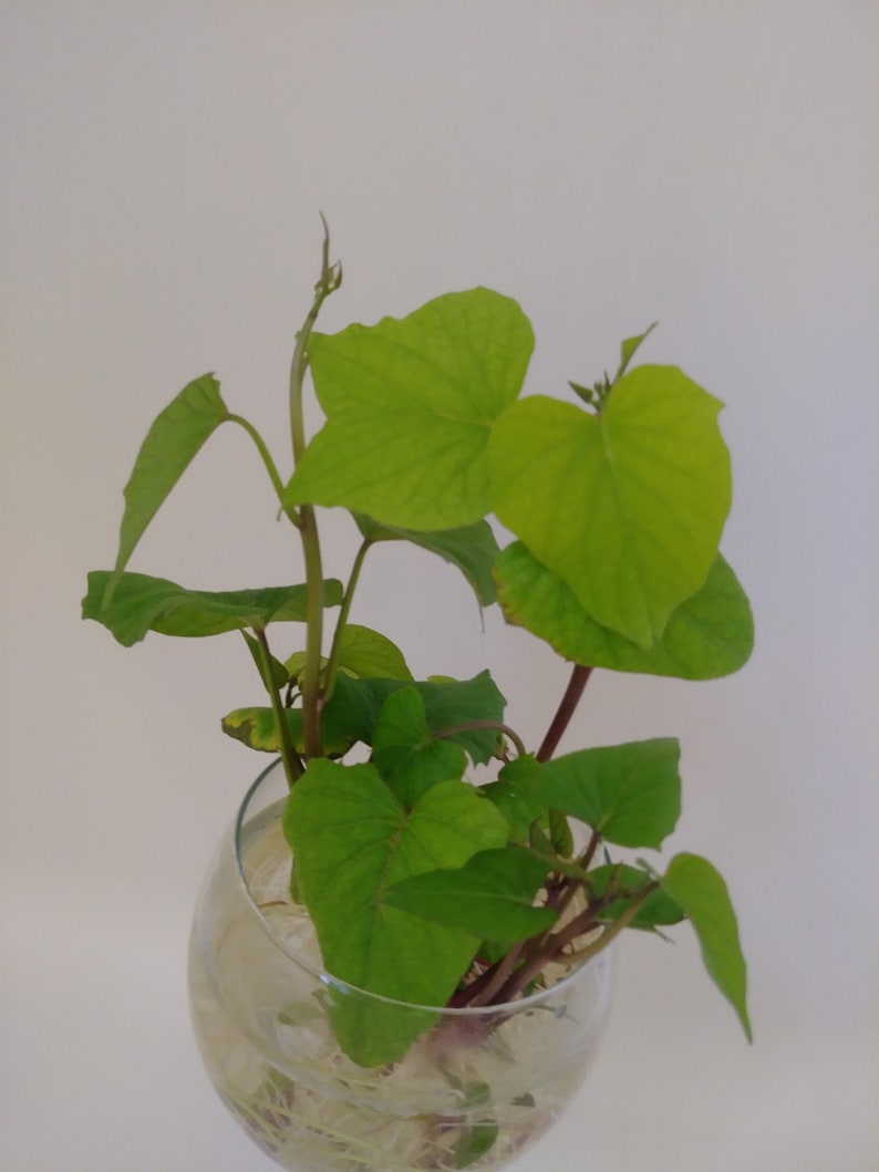 Purple Sweet Potato Rooted Live Plants Organic Okinawan 5