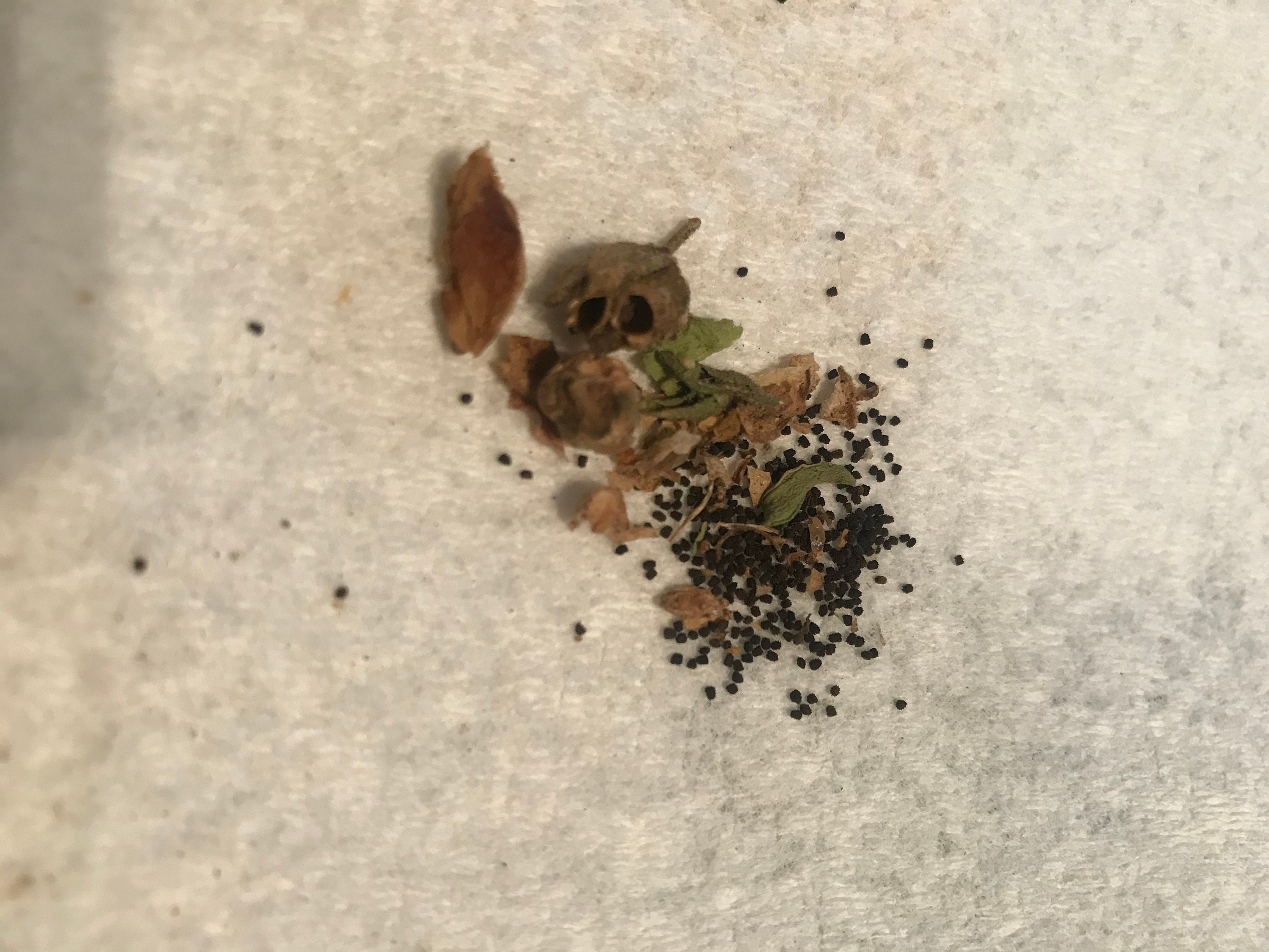 Appleblossom Snap Dragon Seeds Etsy