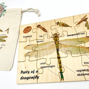May include: A wooden jigsaw puzzle featuring a labelled diagram of a dragonfly with its life cycle stages, accompanied by a matching cotton drawstring storage bag. The puzzle displays parts including the thorax, compound eye, and segmented abdomen.