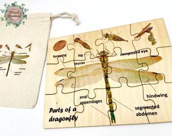 Montessori Wooden anatomy dragonfly puzzle/ Homeschool Preschool Kindergarten insect life cycle puzzle educational activity
