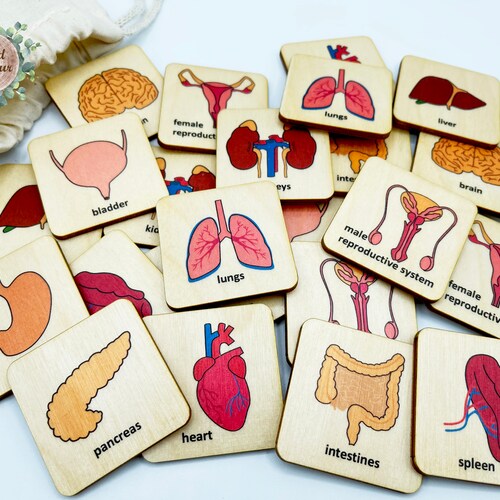 Wooden Montessori Human Anatomy Memory Game/ Organs Matching - Etsy