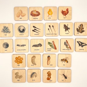 Montessori Cycle de vie biologique de l’abeille papillon poulet grenouille plante cartes en bois / Homeschool Preschooler Kindergarten toddler activity