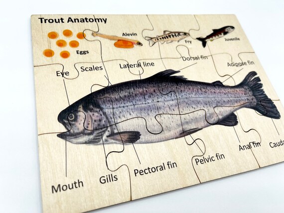 Wooden Trout Fish Anatomy Puzzle for Preschool Toddler ,montessori