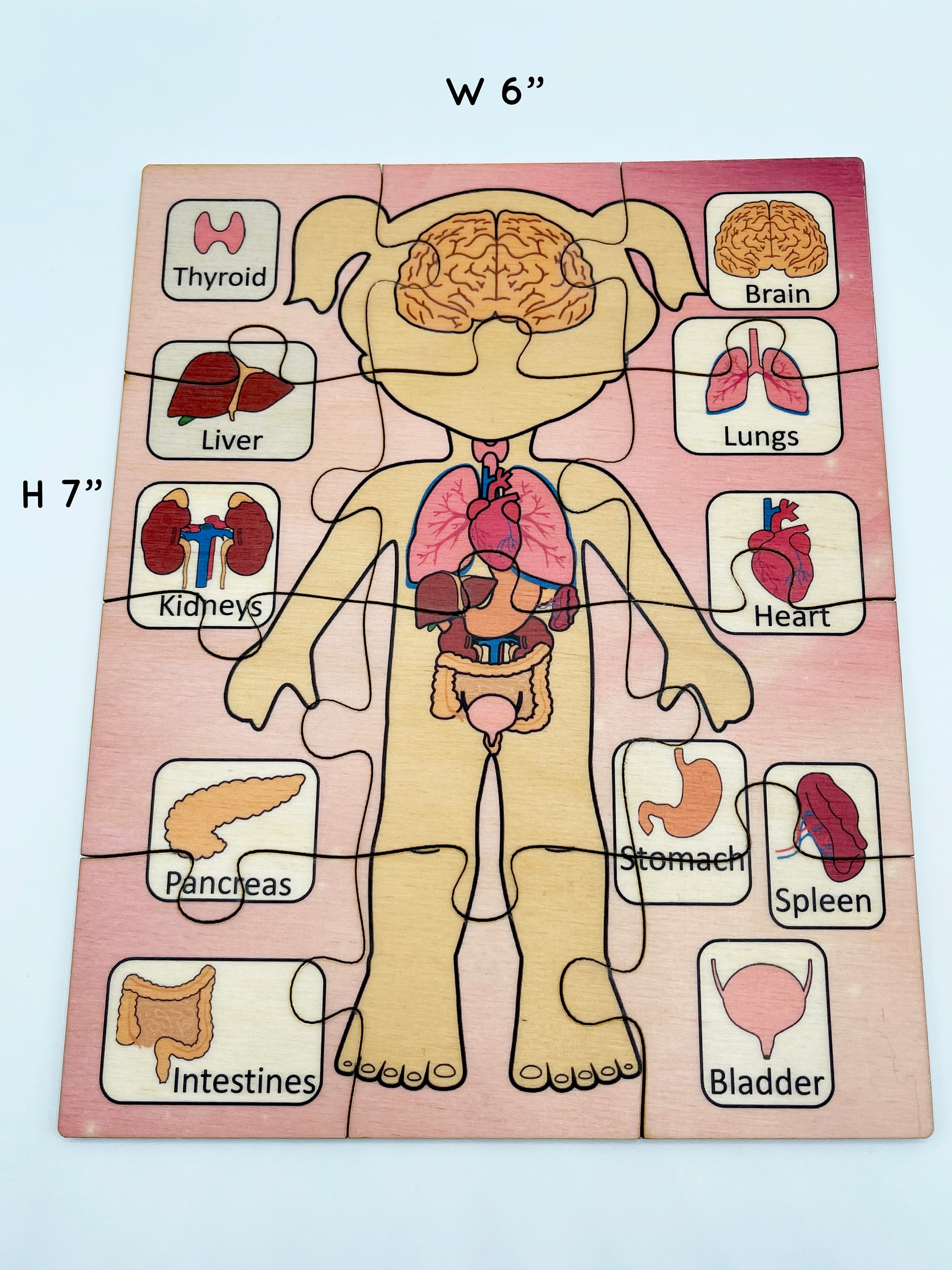 Puzzle del corpo umano Playset Puzzle delle parti del corpo per