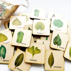 Montessori wooden botany leaf shapes matching cards/ Homeschool Preschooler  Kindergarten Toddler nature activity/ memory game