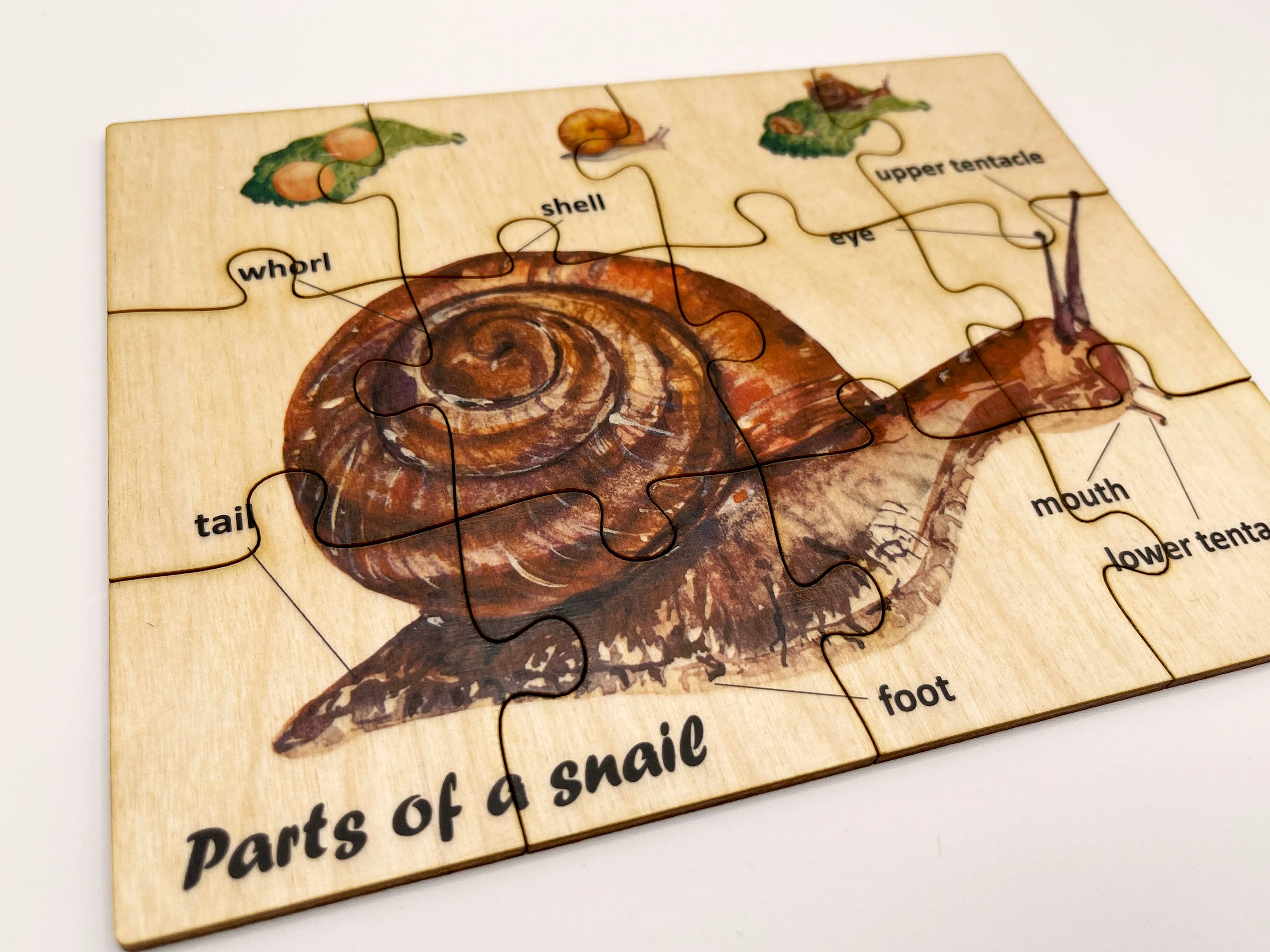 Montessori Wooden Snail Anatomy Jigsaw Puzzle/ Homeschool Etsy Ireland
