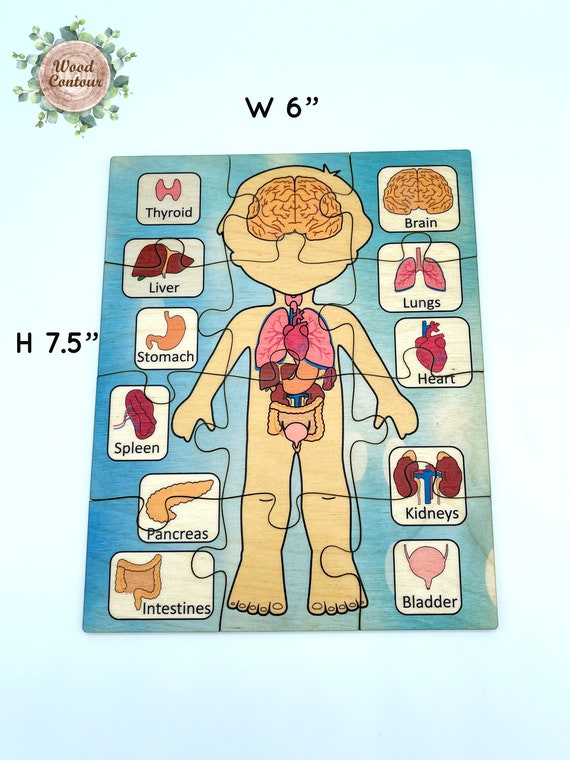 Set de Anatomía del Cuerpo Humano con Imprimible – Creciendo Con Montessori