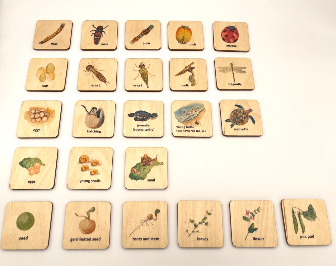 Montessori Wooden Life Cycle Cards Ladybug Drangonfly Sea Etsy Canada