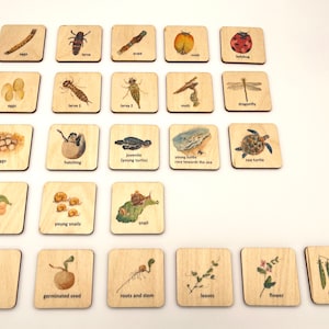 Montessori Cartes de cycle de vie en bois / Coccinelle drangonfly tortue de mer escargot pois jeu de cycle de vie pour Homeschool Preschooler Kindergarten acitivty