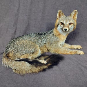 May include: A taxidermy gray fox in a resting position, featuring a coat of mixed gray, black, and tan fur. The fox has pointed ears, amber-colored eyes, and a long, bushy tail with a distinct black stripe running along the top of the tail.