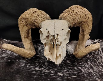 Ram Skull With Horns
