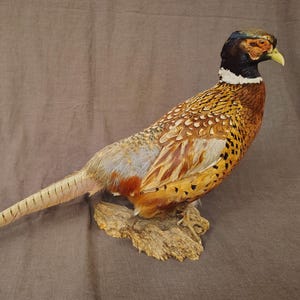 Pheasant Mount