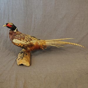 May include: A taxidermy ring-necked pheasant standing on a piece of driftwood. The bird features a vibrant red face patch, a dark iridescent head, and a body covered in brown, gold, and white patterned feathers with a long, slender tail.