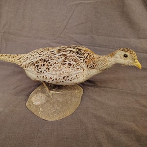 Pheasant Hen Mount