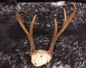 Unique Antlers