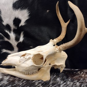 Whitetail Deer Skull With Antlers Complete image 6