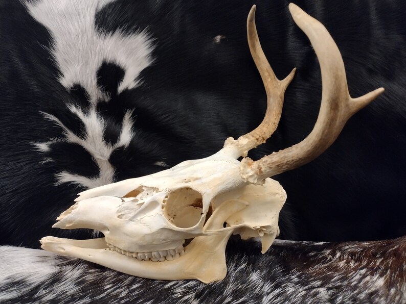 Whitetail Deer Skull With Antlers Complete image 6