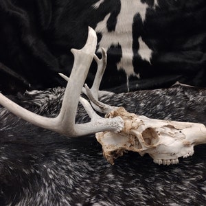 Whitetail Deer Skull With Antlers image 4