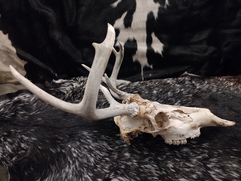 Whitetail Deer Skull With Antlers image 4