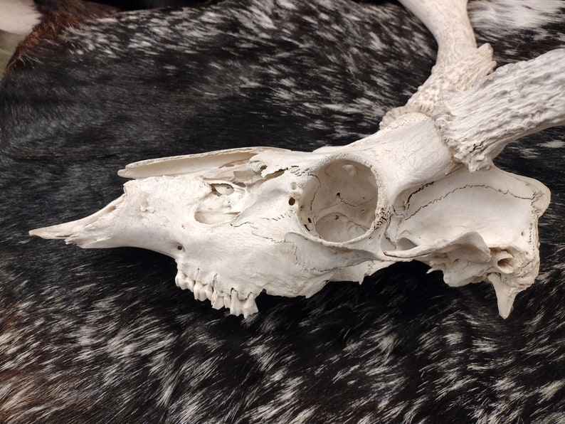 Whitetail Deer Skull With Antlers image 8