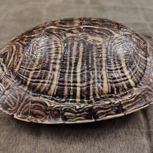 May include: A turtle shell with a brown and black pattern. The shell has a rounded shape with visible ridges and a glossy finish. The shell's markings create a striped effect, with lighter brown and tan hues interspersed throughout.