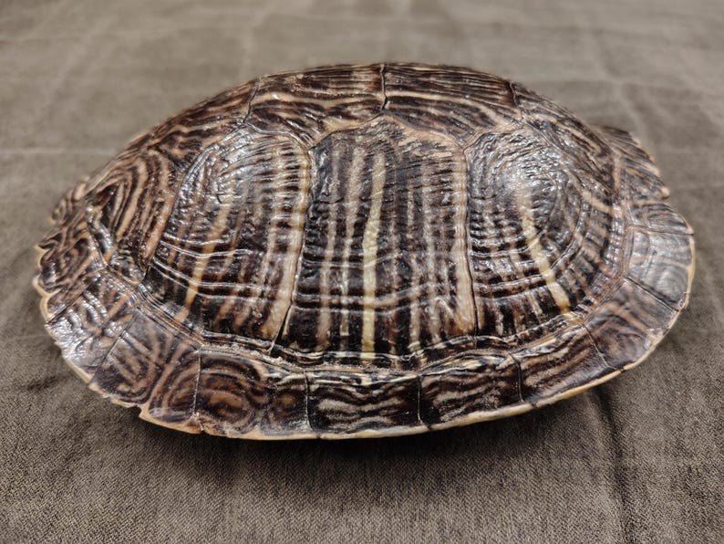 May include: A turtle shell with a brown and black pattern. The shell has a rounded shape with visible ridges and a glossy finish. The shell's markings create a striped effect, with lighter brown and tan hues interspersed throughout.