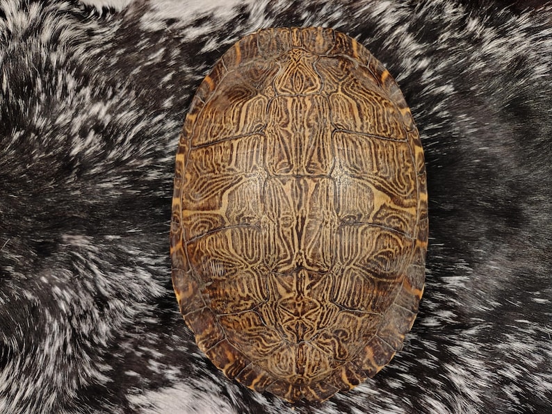 May include: An oval turtle shell featuring a complex, symmetrical pattern of dark brown and tan lines. The shell has a smooth, hard surface with distinct scute divisions, showcasing a natural, intricate network of markings across its entire dome.
