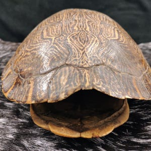May include: A turtle shell featuring a domed carapace with intricate, dark brown and tan marbled patterns. The shell has a smooth, curved surface with visible scute lines and a lighter, yellowish-brown underside visible at the opening.