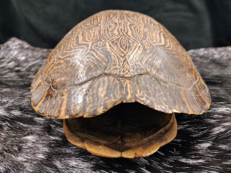 May include: A turtle shell featuring a domed carapace with intricate, dark brown and tan marbled patterns. The shell has a smooth, curved surface with visible scute lines and a lighter, yellowish-brown underside visible at the opening.
