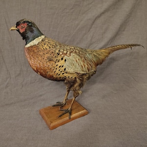 May include: A taxidermied pheasant stands on a wooden base. The bird has a red face, black head, and a body of brown, tan, and green feathers. Its long tail feathers extend to the right. The pheasant is a decorative item.
