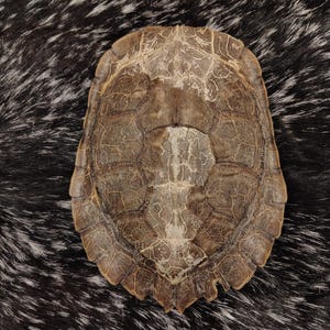 May include: A brown turtle shell with a textured surface. The shell has a detailed pattern of segmented plates and a natural, earthy color. The shell is displayed against a dark background.