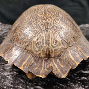 May include: A turtle shell featuring a complex, symmetrical pattern of dark brown and tan lines across its scutes. The dome-shaped carapace displays a weathered texture with distinct, segmented plates radiating from the center toward the edges.