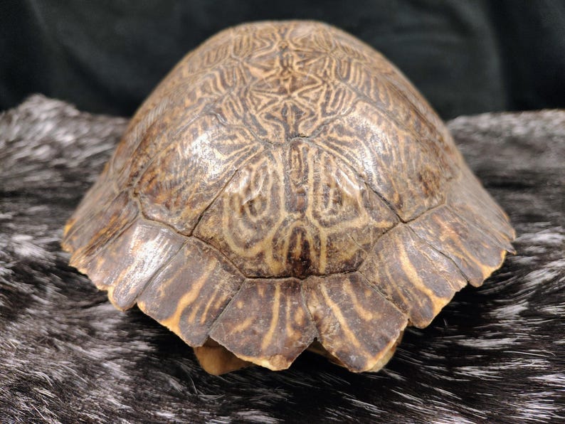 May include: A turtle shell featuring a complex, symmetrical pattern of dark brown and tan lines across its scutes. The dome-shaped carapace displays a weathered texture with distinct, segmented plates radiating from the center toward the edges.