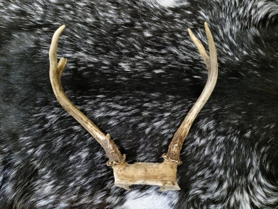 4 Point Mule Deer Antlers Etsy