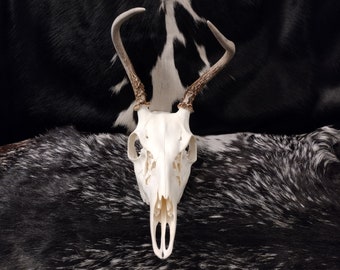 May include: White deer skull with antlers on a black and white cowhide rug.