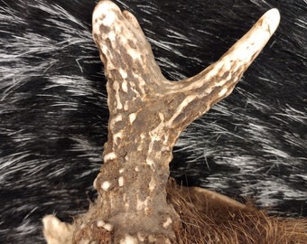 8 Point Deer Antlers - Broken - Etsy