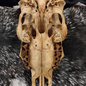 Cow Skull With Jaw Craft Grade image 8