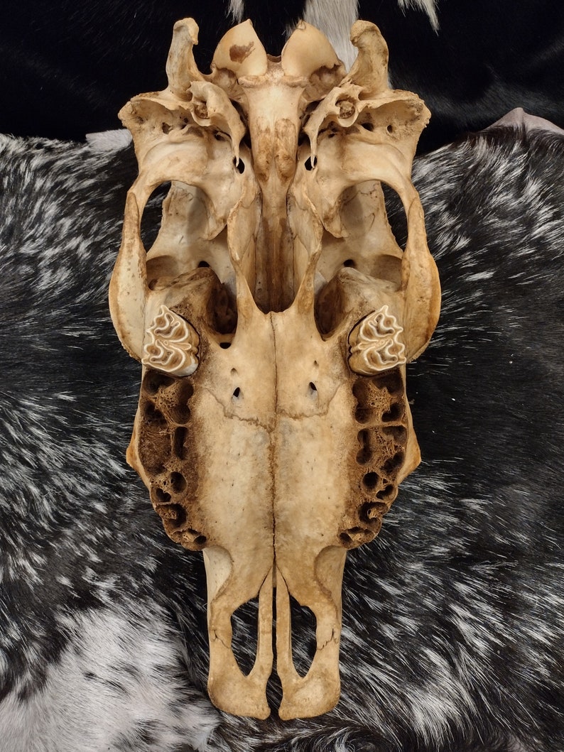 Cow Skull With Jaw Craft Grade image 8