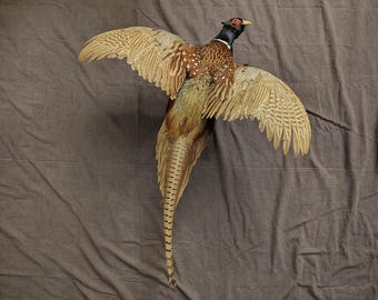 Pheasant Mount