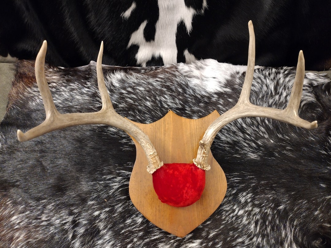 6 Point Mule Deer Antler Mount Etsy