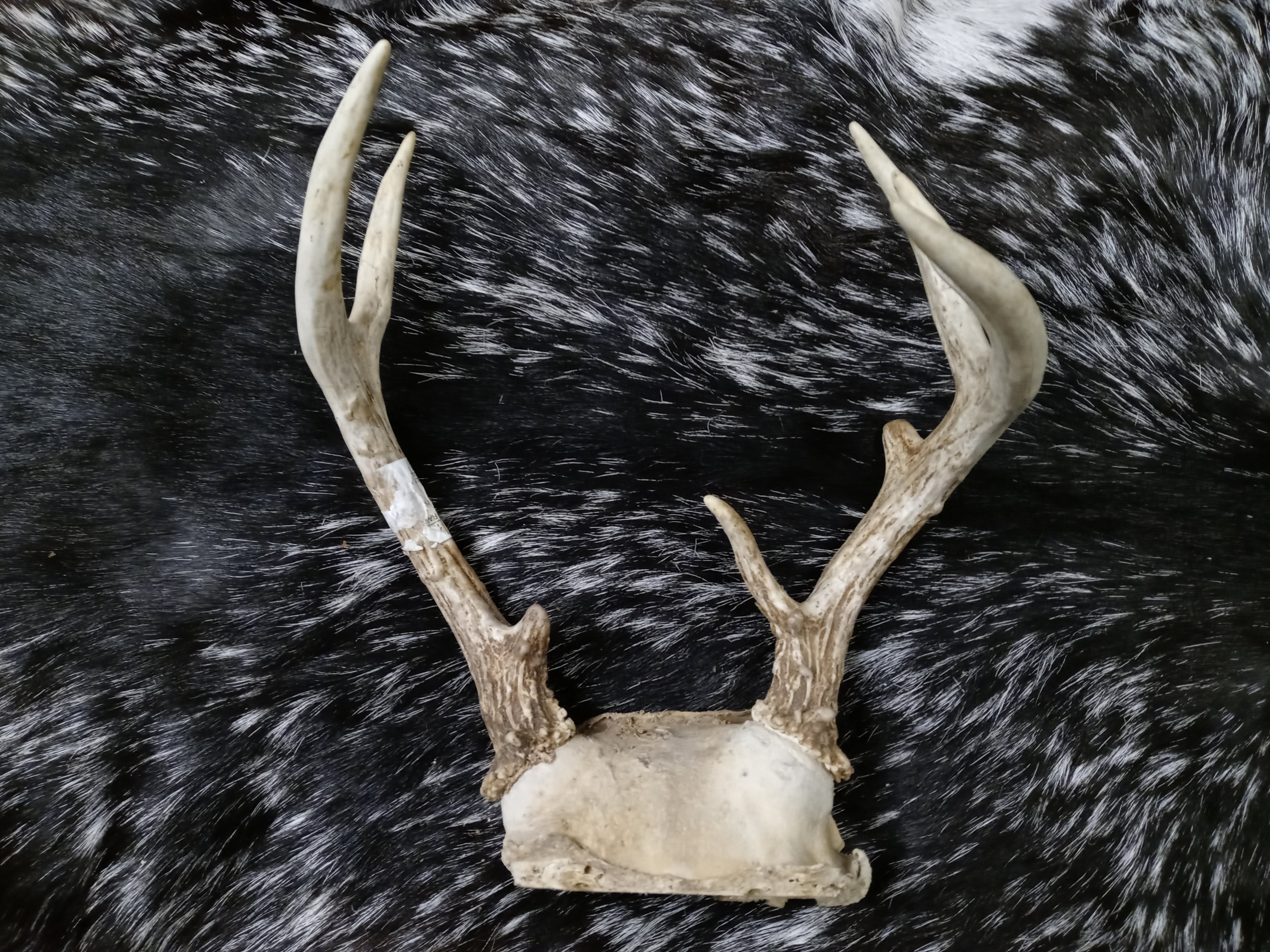 8 Point Deer Antlers